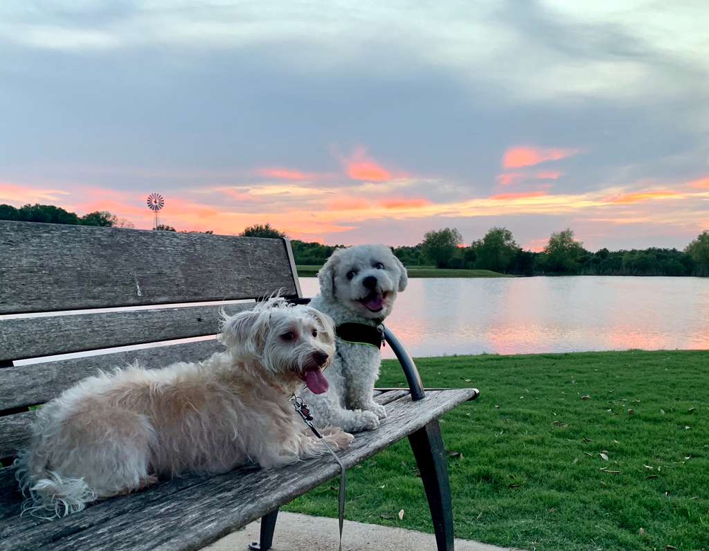 Dogs Happy and Lucky